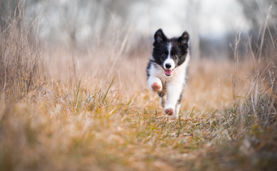 Running Dog